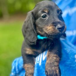 Solo AKC OFA CHIC - Black and tan male Dachshund puppy in El Dorado, Arkansas from LovelylilDoxies