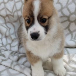 Pembroke Welsh Corgi Puppies from Princess Zelda Corgis