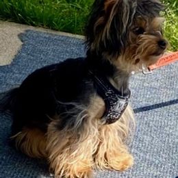 Yorkshire Terriers from MyYorkies