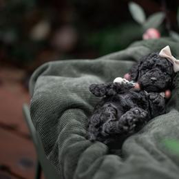 Cavapoo, Cockapoo, and Poodle Puppies from Heavenly Puppies to Love