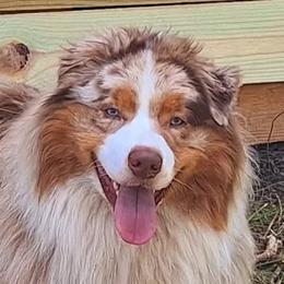 Odin - Australian Shepherd