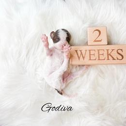 Godiva - Parti female Goldendoodle puppy in from Pink Poodles and Doodles