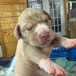 Chocolate Fawn Merle Mantle - Chocolate female Great Dane puppy in Greenville, South Carolina from Allen’s Ridge Ranch