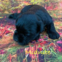 Midnite - Black male Miniature Schnauzer puppy in Sylvania, Georgia from Southern Sky Miniature Schnauzers