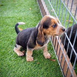 Boy 3- Bobby - Black tan and bluetick male Beagle puppy in Bell, Florida from Pridgeon Kennels