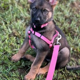 Bia(Female) - Sable female German Shepherd puppy in Orgas, West Virginia from Haus der Höllenhunde