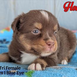 Honey - Red tri female Toy Australian Shepherd puppy in Mountain Home, Idaho from LJK Boxers & Toy Aussies