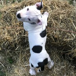 American Staffordshire Terriers and Staffordshire Bull Terriers from Irresistibull Staffords