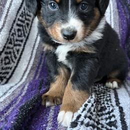 Nathan - Black tri-color male Australian Shepherd puppy in Kimbolton, Ohio from Wagon Wheel Aussies