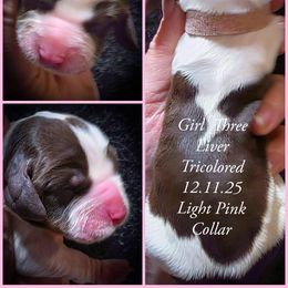 Girl 3 - Liver white and tan female English Springer Spaniel puppy in Silverdale, Washington from TimberVale Springers