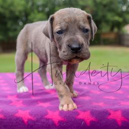 Amethyst - Blue brindle female Great Dane puppy in Denison, Texas from Hundeity Great Danes