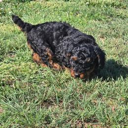 Colorado - Phantom male Poodle puppy in Covington, Virginia from A  Gift from above kennel,  LLC