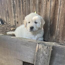 Mr. Green - Light golden male Golden Retriever puppy in Carmichael, California from Sadie Lane Family Goldens
