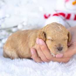 Duke - Apricot male Poodle puppy in Fort Myers, Florida from Blossom Paws
