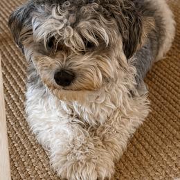 OREO - Havanese