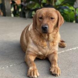 Scarlet - Labrador Retriever