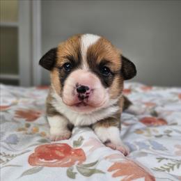 Red and white Female - Red and white female American Corgi puppy in Taylorsville, North Carolina from America's Red White and Bluie Corgis