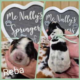 Rebs - Tri-Roan female English Springer Spaniel puppy in Freeland, Michigan from McNally's Springer Spaniels