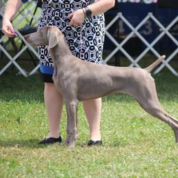 Ariya - Weimaraner