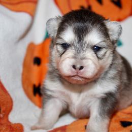 Magpie - Gray and white female Pomsky puppy in Centerville, Iowa from LJ Kennels Pomskies, LLC