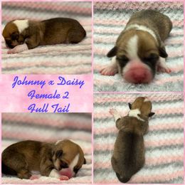 Pembroke Welsh Corgi Puppies from Rising JM Pembrokes