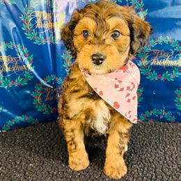 Aussiedoodle, Goldendoodle, and Labradoodle Puppies from Loyal Doodles