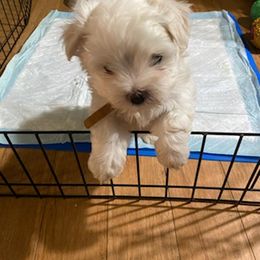 Maltese Puppies from David's Maltese