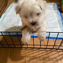 Maltese Puppies from David's Maltese