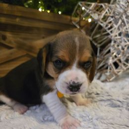 Belle - Brown white and tan female Beagle puppy in Bethany, Missouri from Fox Creek Beagles