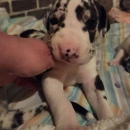 Green Male - Harlequin male Great Dane puppy in Gig Harbor, Washington from Lakaya Danes