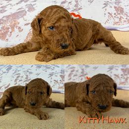 Kitty Hawk - Red  female Poodle puppy in Swansboro, North Carolina from Monarch Standard Poodles