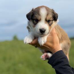 Aidan - Sable and white male Old Time Scotch Collie puppy in Hogansville, Georgia from Goshen Highlands