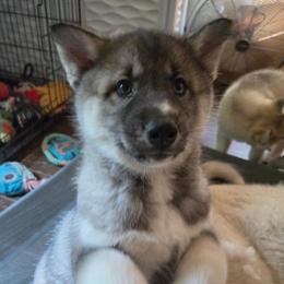 5 Red - Agouti and white male Siberian Husky puppy in Dane, Wisconsin from Sunny Hurricane Siberians