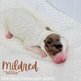 Mildred (Millie) - Parti female Goldendoodle puppy in Livermore, Colorado from Heritage Hills Family Doodles