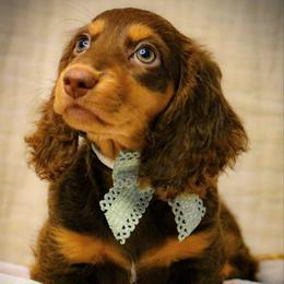 Leah - Chocolate and tan female Dachshund puppy in North Port, Florida from Jessica Louise Dachshunds