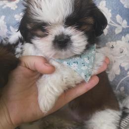 Shih Tzu Puppies from Tiny Bubbles Shih Tzus
