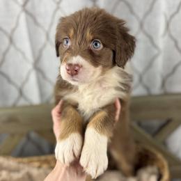 Boy 1: Peanut - Red tri-color male Australian Shepherd puppy in Volant, Pennsylvania from Addie's Aussies