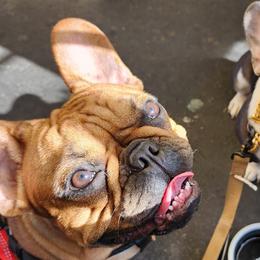 French Bulldogs from For The Love Of Frenchies