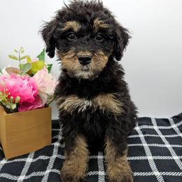Daffodil - Phantom female Bernedoodle puppy in Granton, Wisconsin from Rose River Farms