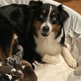Ember - Australian Shepherd