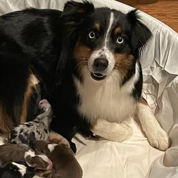 Ember - Australian Shepherd