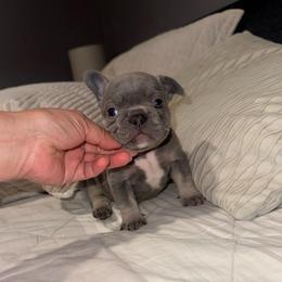 Brownie - Blue male French Bulldog puppy in Bolingbrook, Illinois from Flores Frenchies