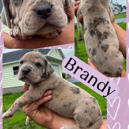 Brandy - Brindle female Great Dane puppy in Wellsville, New York from Prophecy Danes
