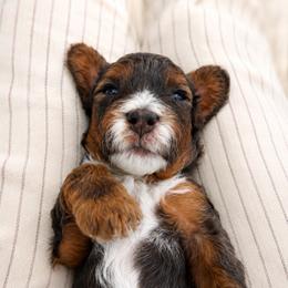Maverick - Purple Boy - Merle male Cavapoo puppy in Highland, Utah from Angel Pups Deluxe