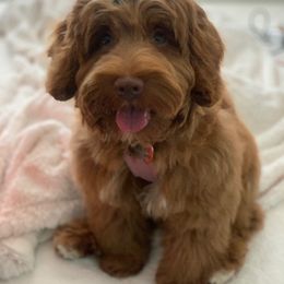 Australian Labradoodle Puppies from Desert Diamond Labradoodles