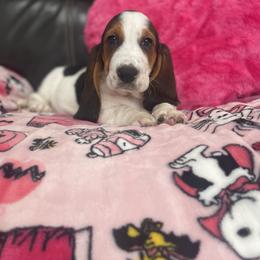 Marla - Black brown and white female Basset Hound puppy in Remington, Virginia from Lotus Rose Basset hounds