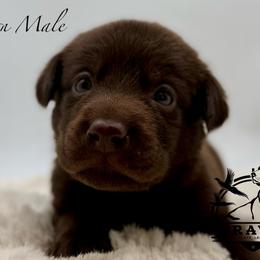 Brown - Chocolate male Labrador Retriever puppy in San Diego County, California from Travis’ Chocolate Labradors