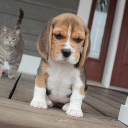 Wilna - Black tan and white female Beagle puppy in Morrill, Kansas from Kelle Beagles