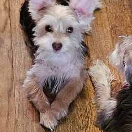 Myra - Chocolate and tan female Yorkshire Terrier puppy in Shaker Heights, Ohio from FiFi-s Pups