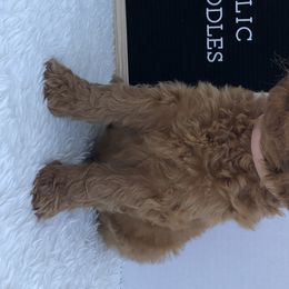 Goldendoodle Puppies from Idyllic Doodles